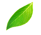 shape1